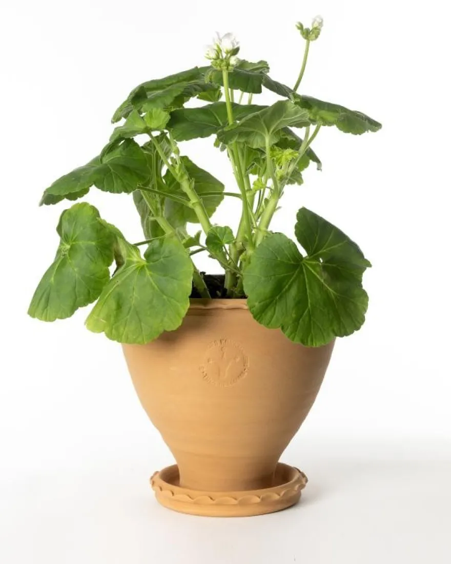 Kruka Sturehof - Adelcrantz 21 cm