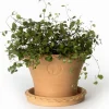 Kruka Sturehof - Liljencrantz 20 cm